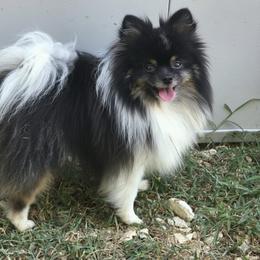 Champ - Pomeranian