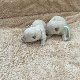 Miss Lavender - Wheaten female Scottish Terrier puppy in Perris, California from CVS Giant Schnauzers