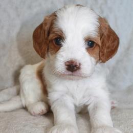 Cavalier King Charles Spaniel and Cavapoo Puppies from Ethan McBride