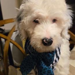 Jules - White female Bernedoodle puppy in Jacksonville, Florida from Haj Paj Bernedoodles
