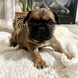 French Bulldog Puppies from Elite Frenchies of NC
