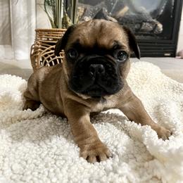 French Bulldog Puppies from Elite Frenchies of NC