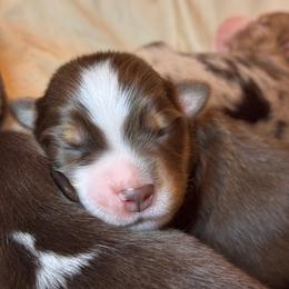 Puppy 5 - Red tri male Miniature Australian Shepherd puppy in Massapequa, New York from All That Auss Mini Aussies