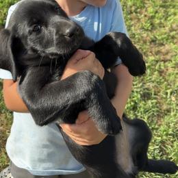 Labrador Retriever Puppies from Sleepy Hound Farm