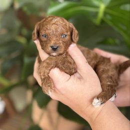 Pilot - Red  male Poodle puppy in Wharton, Texas from In the Red Poodles