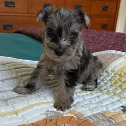 Luna - Black and silver female Miniature Schnauzer puppy in Huron, Tennessee from Wilma's Paw-Paw Patch