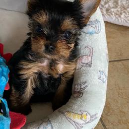 Peyton - Blue and gold female Yorkshire Terrier puppy in Owensville, Indiana from Endeavor Yorkshire Terriers