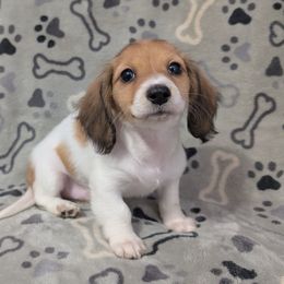 Janus the Red Piebald Boy - Piebald male Dachshund puppy in Pelion, South Carolina from Doitsujin Dachshunds