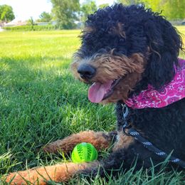 Penny - Bernedoodle