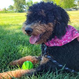 Penny - Bernedoodle