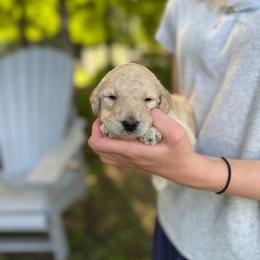Aurora - Apricot female Poodle puppy in St. Johnsbury, Vermont from Poodles of the Northern Woods