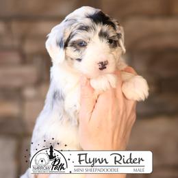 Flynn Rider - Blue merle and white male Sheepadoodle puppy in Cleveland, Tennessee from Narrow Path Old English & Sheepadoodles