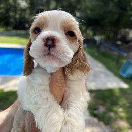 Cocker Spaniel Puppies from Dovecreek Cockers