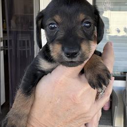 Companion Cross, Dachshund, and Miniature Schnauzer Puppies from Sheri Lauritsen