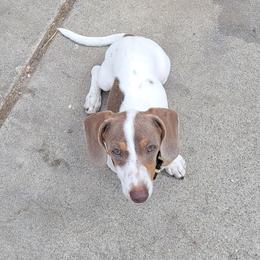 Bonnie - Dachshund