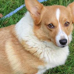 Melody - Pembroke Welsh Corgi