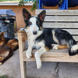 Blyss - German Shepherd