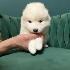Muffin - White female Samoyed puppy in Tremonton, Utah from Sugar Sweet Samoyeds