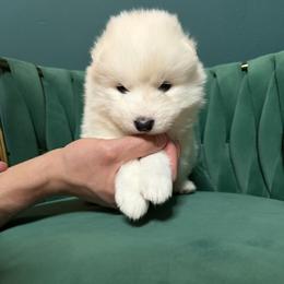 Muffin - White female Samoyed puppy in Tremonton, Utah from Sugar Sweet Samoyeds