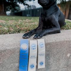 Thai Ridgeback All Grown Up from Topking Thai Ridgeback Dogs