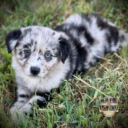 Bowser - Blue merle male Australian Shepherd puppy in El Dorado Springs, Missouri from HP Aussie Kennels