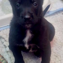 Girl 2 - Black female Belgian Malinois puppy in North Fort Myers, Florida from Reinwald Kennels