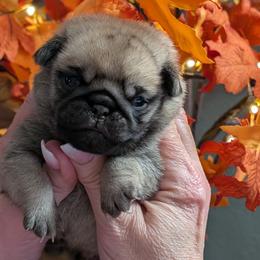 Pug puppy - Fawn male Pug puppy in Olympia, Washington from Hoskinspugs