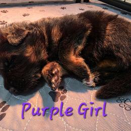 Purple Girl - Black and red female German Shepherd puppy in Lewistown, Missouri from Ewig Krieger Kennels