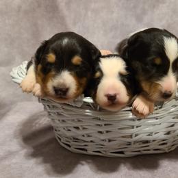 Shetland Sheepdog Puppies from Henotic Homestead's Shetland Sheepdogs