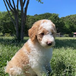 Goldendoodle and Poodle Puppies from Corbin’s Southern Curl’s