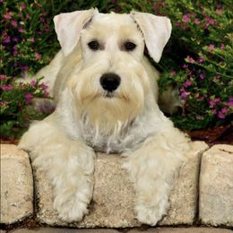 Miniature Schnauzers from SilWin Miniature Schnauzers