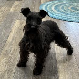 Nova - Miniature Schnauzer