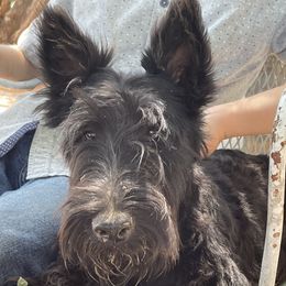 Sasha - Scottish Terrier