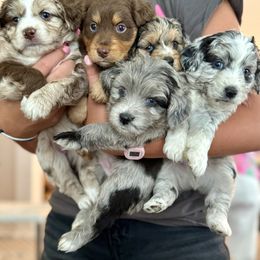Aussiedoodle Puppies from Navarro Royal Pups