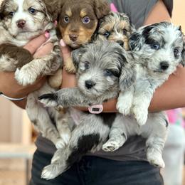 Aussiedoodle Puppies from Navarro Royal Pups