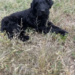 Black Russian Terrier Puppies from Nova Noir