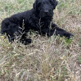 Black Russian Terrier Puppies from Nova Noir