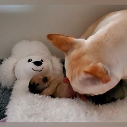 French Bulldog Puppies from Gaeta Creek French Bulldogs