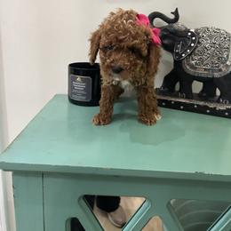 Lilly - Red  female Poodle puppy in Mint Hill, North Carolina from DoodleForever