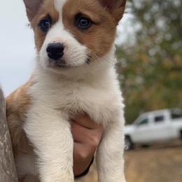 Pembroke Welsh Corgi Puppies from Early Spring Corgis