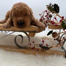 Orange collar - Dark golden male Golden Retriever puppy in Turtlepoint, Pennsylvania from Allegheny River Retrievers