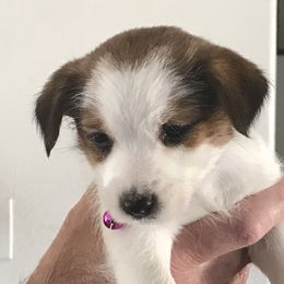 Girl 1 - White and tan Russell Terrier puppy in Commerce City,, Colorado from Briarwood Creek Russell Terriers