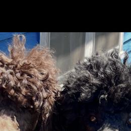 Finnley - Poodle