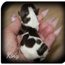 King - Chocolate, tan and white male Yorkshire Terrier puppy in Warren, Michigan from Danielle's Yorkie Babies