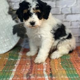 Ralph - Tri-color male Bernedoodle puppy in Moulton, Iowa from Shondel Puppy Paws