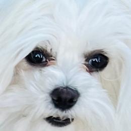 Maltese from California Marvalous Maltese