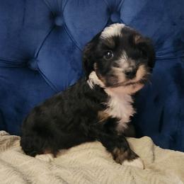 Sunday - Black brown and white female Tibetan Terrier puppy in Dorena, Oregon from West Coast Tibetans