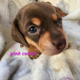 Pink collar - Chocolate and tan female Dachshund puppy in Apache Junction, Arizona from Shaw Dachshunds
