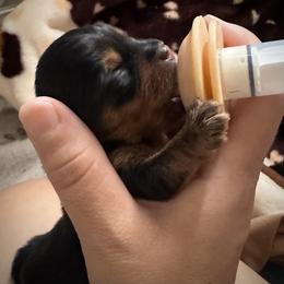 Yorkshire Terrier Puppies from Heaven_sent_toy_yorkies