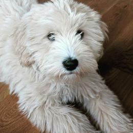 Goldendoodle and Labradoodle All Grown Up from Artisan Doodles